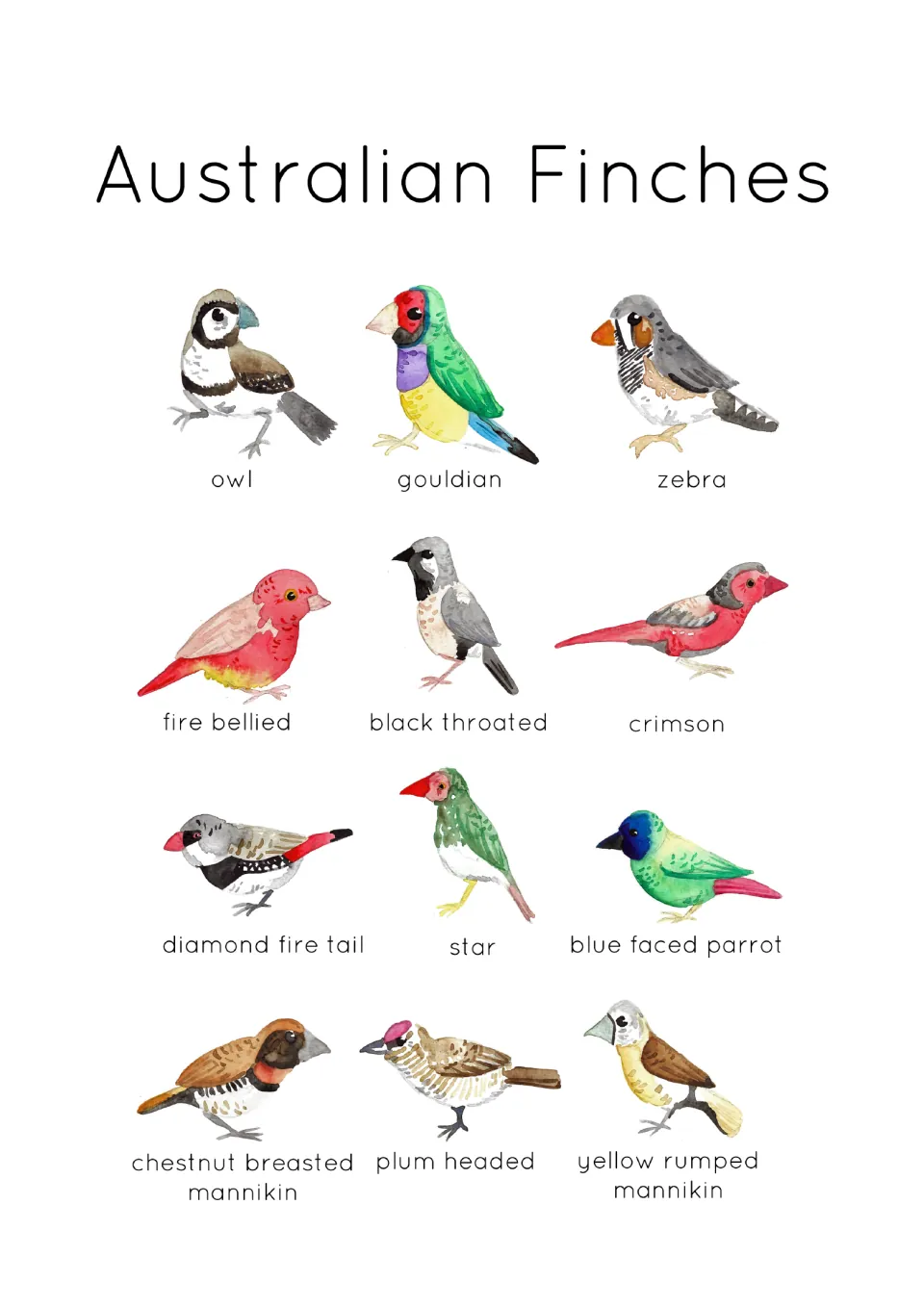 Identification poster showing 12 labeled Australian finches, including owl, gouldian, zebra, and star finches.