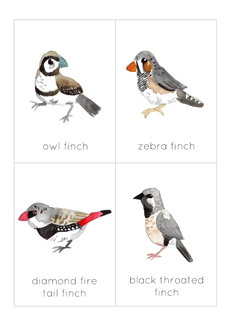 Finch flashcards 1–4: owl finch, zebra finch, diamond fire tail finch, and black throated finch.