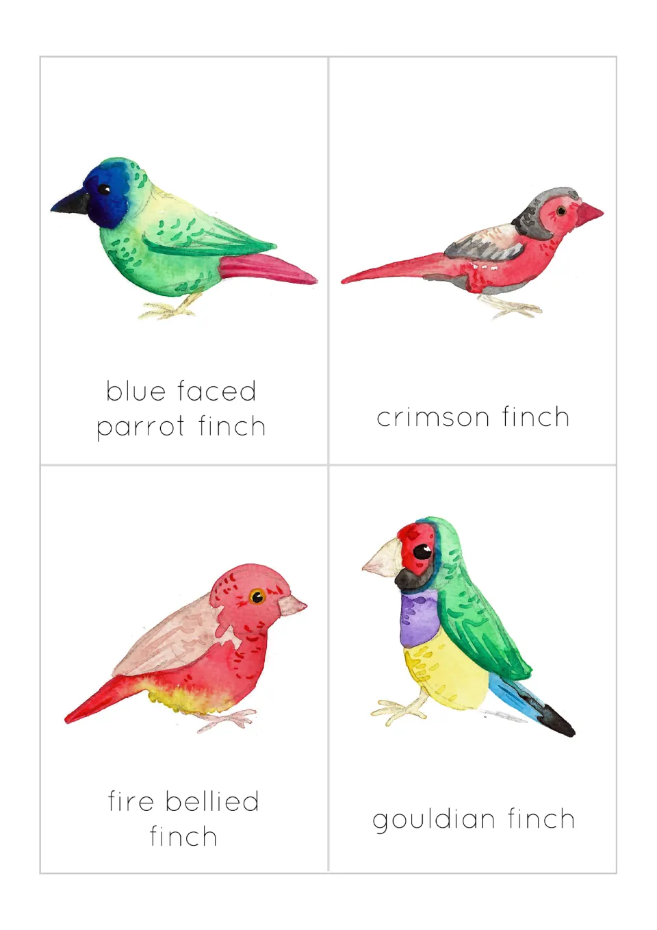 Finch flashcards 5–8: blue faced parrot finch, crimson finch, fire bellied finch, and gouldian finch.