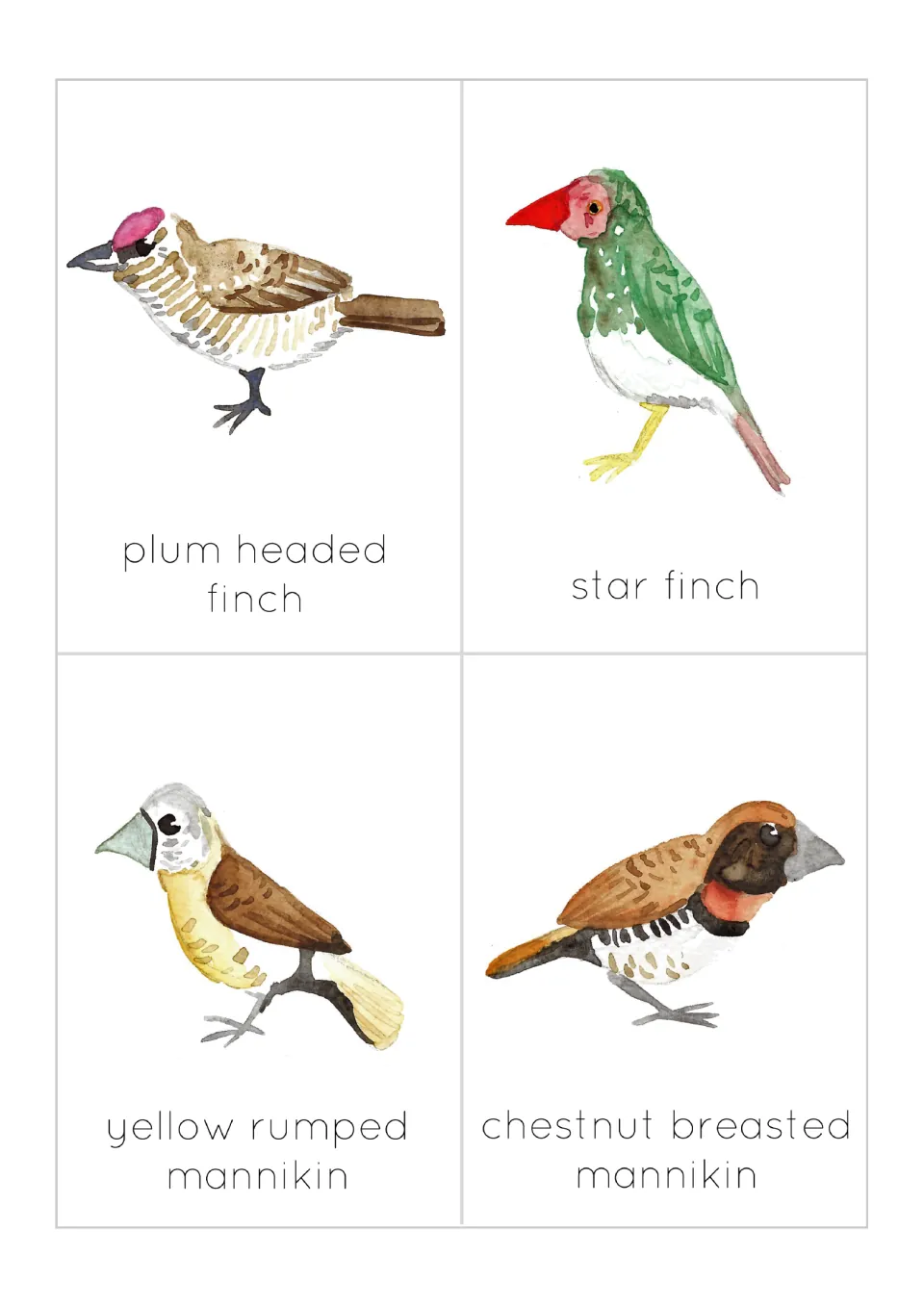 Finch flashcards 9–12: plum headed finch, star finch, yellow rumped mannikin, and chestnut breasted mannikin.