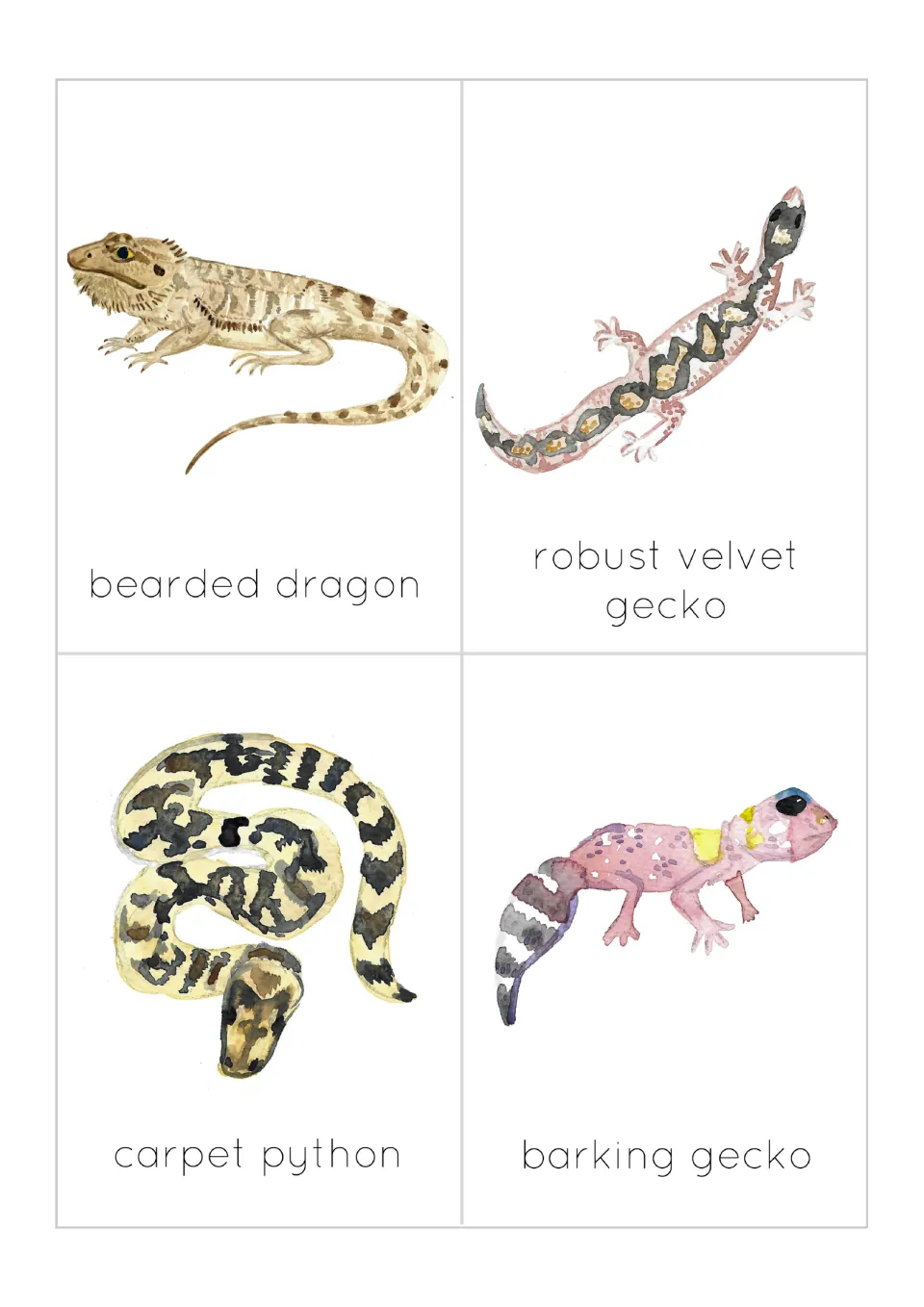 Reptile flashcards 1–4: bearded dragon, robust velvet gecko, carpet python and barking gecko
