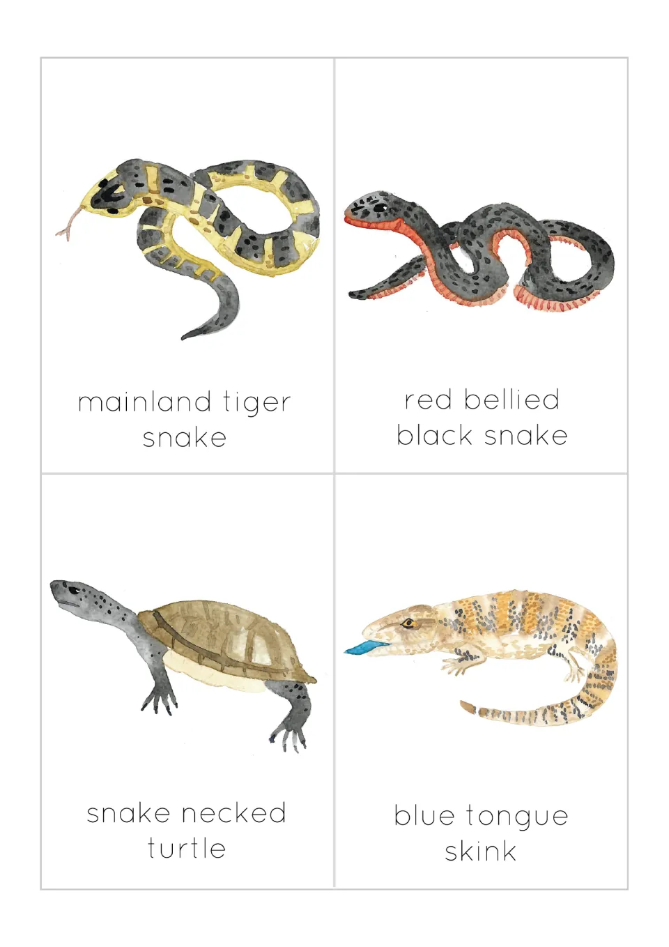 Reptile cards 5–8: mainland tiger snake, red bellied black snake, snake necked turtle and blue tongue skink
