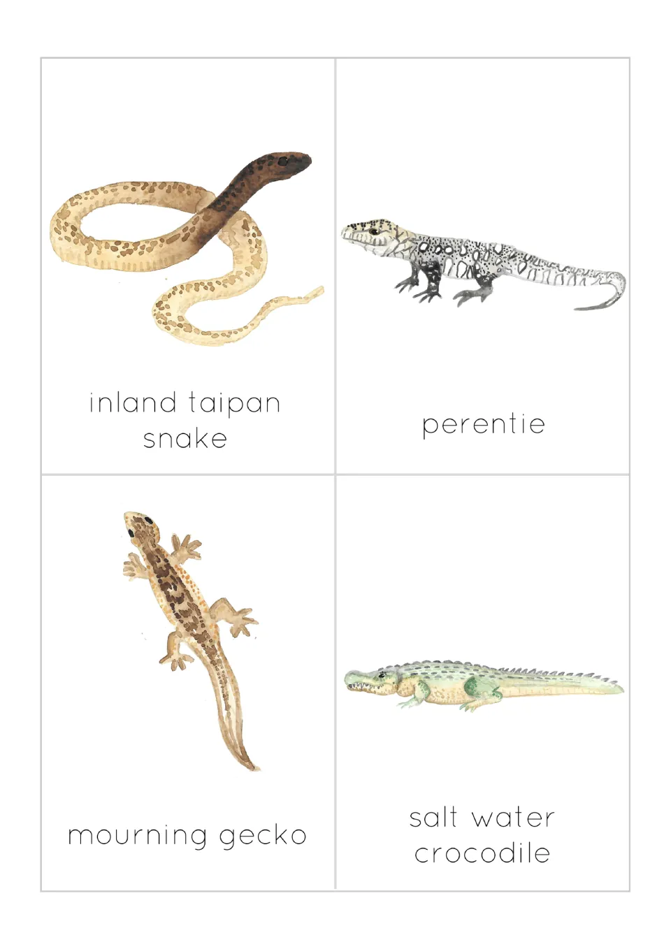 Reptile flashcards 9–12: inland taipan snake, perentie, mourning gecko and salt water crocodile