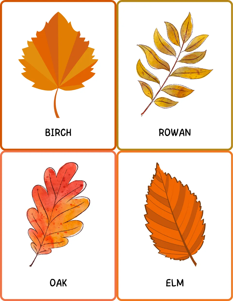 Leaf vocabulary cards for birch, rowan, oak and elm: students name each autumn leaf and read its printed word