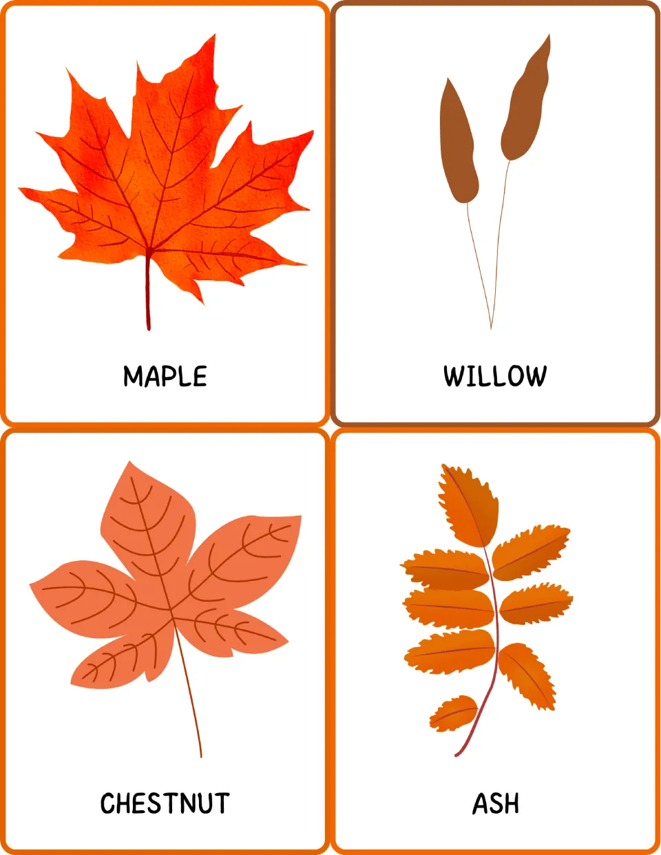 Leaf vocabulary cards for maple, willow, chestnut and ash: students say each tree name and match it to the leaf