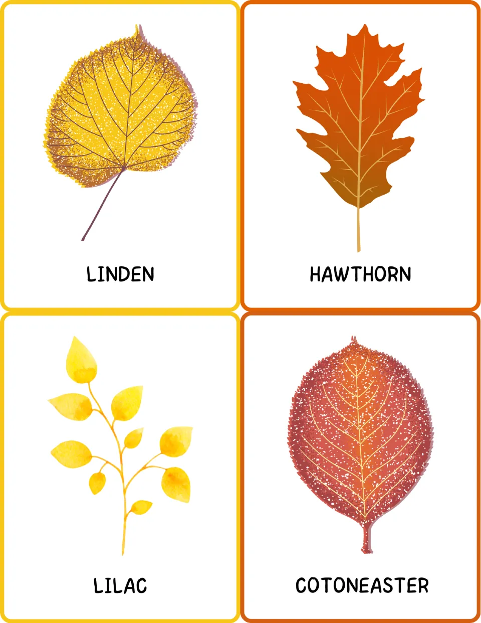 Leaf vocabulary cards for linden, hawthorn, lilac and cotoneaster: students read longer tree words beside each leaf