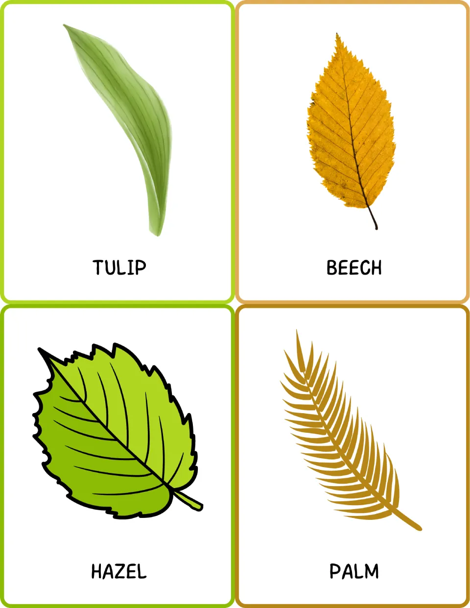 Leaf vocabulary cards for tulip, beech, hazel and palm: students identify each leaf and read the word beneath it