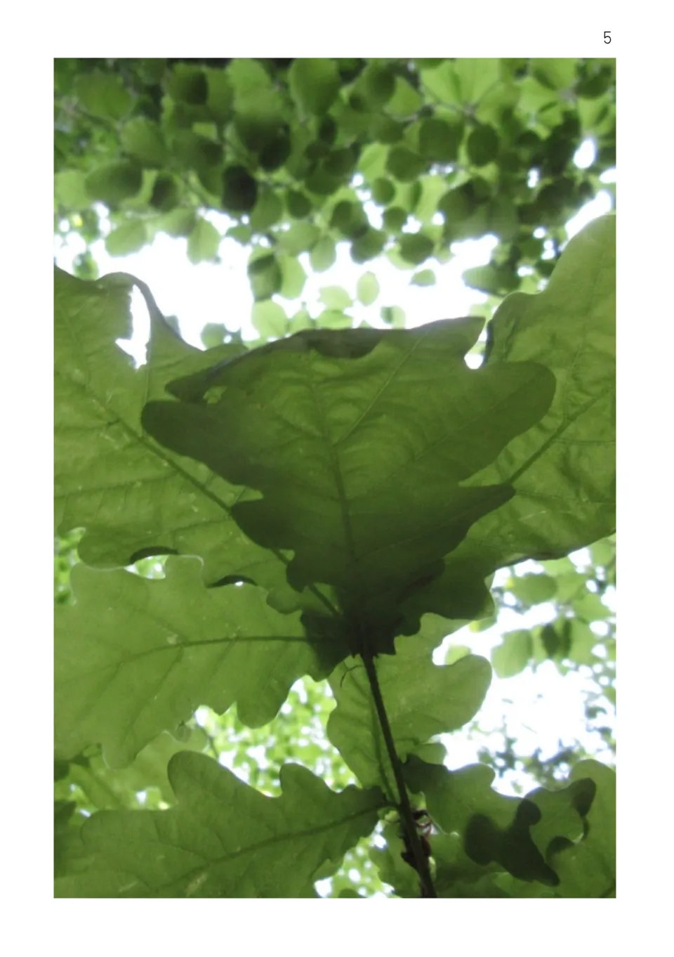 Green oak leaves seen from below against the sky, a picture-only page for students to look at and talk about