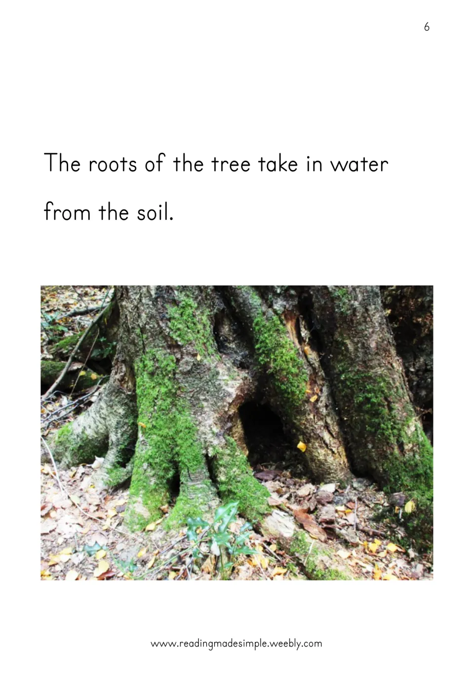 Tree roots: students read that roots take in water from the soil, beside a photo of a mossy trunk base and fallen leaves