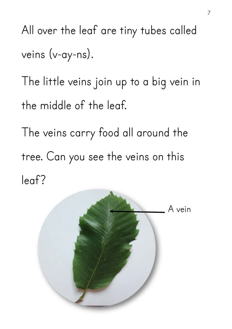 Leaf veins: students read about veins carrying food and look at a green leaf photo with an arrow labeled A vein