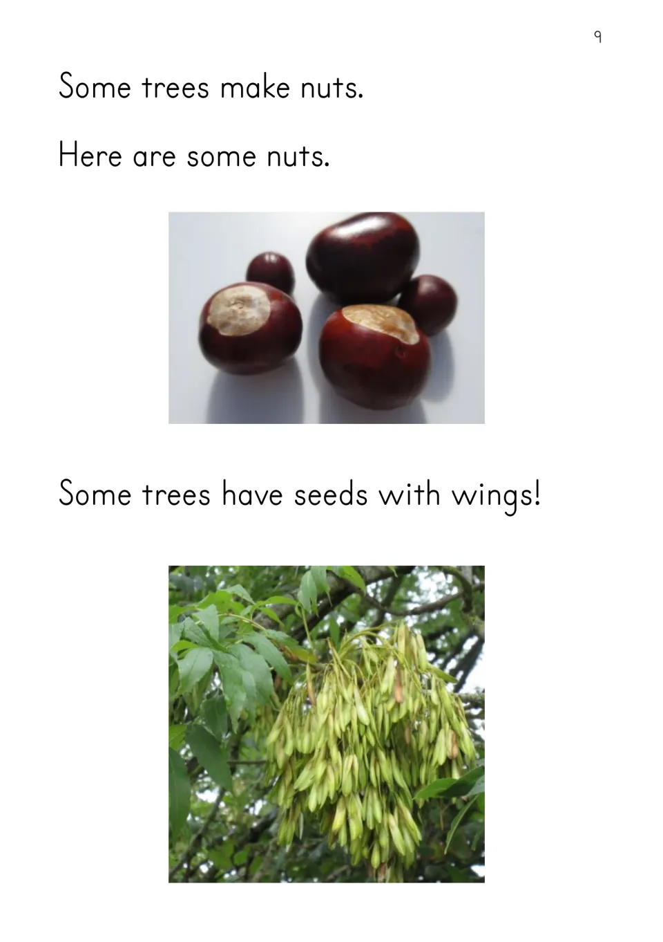 Nuts and winged seeds: students read about tree seeds beside photos of shiny brown conkers and a bunch of winged seeds