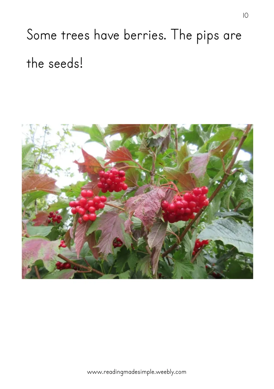 Berries as seeds: students read that the pips are the seeds, beside a photo of red berry clusters on a leafy branch