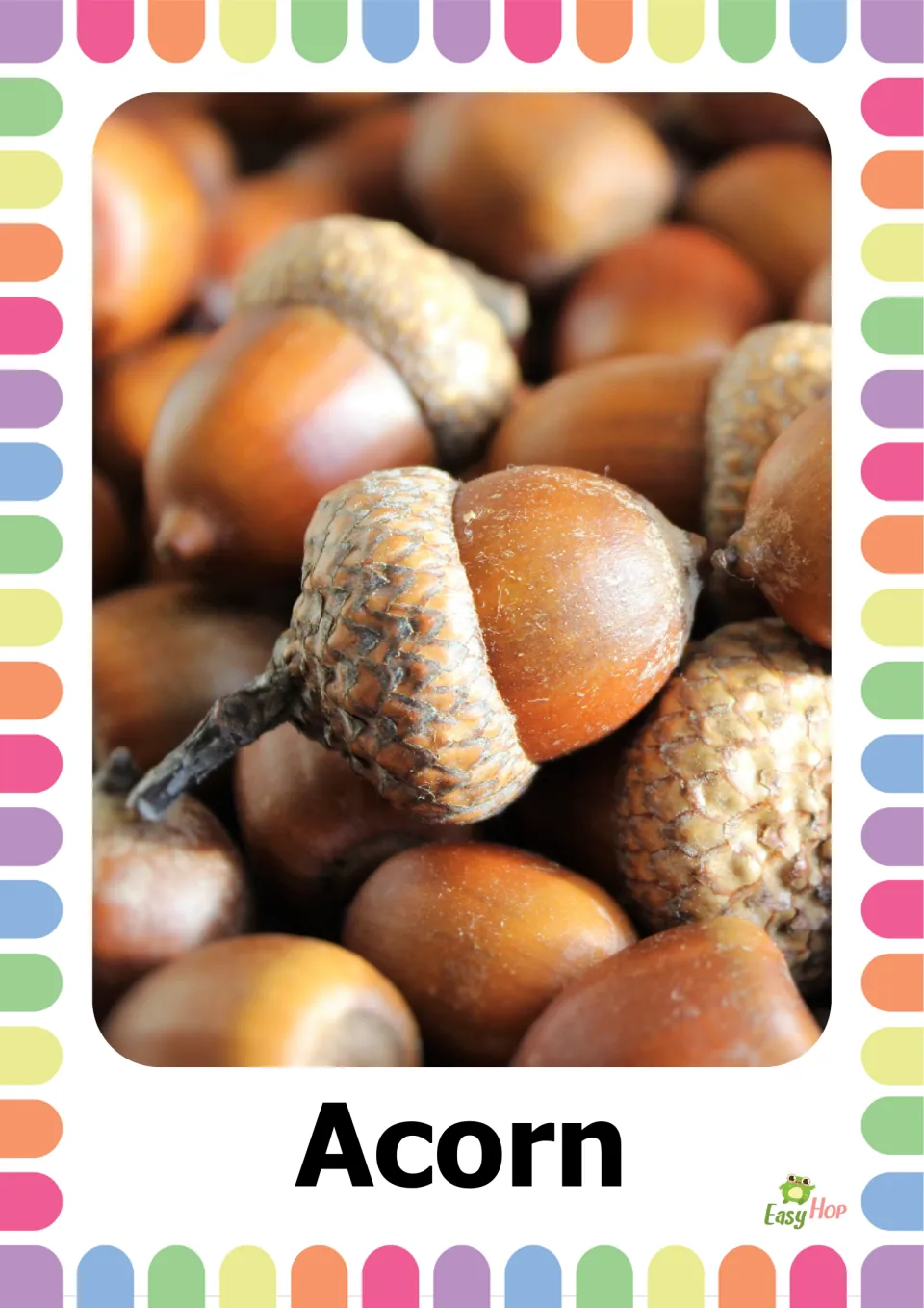 Autumn vocabulary flashcard 2: the word 'Acorn' beneath a close-up photograph of brown acorns with textured caps
