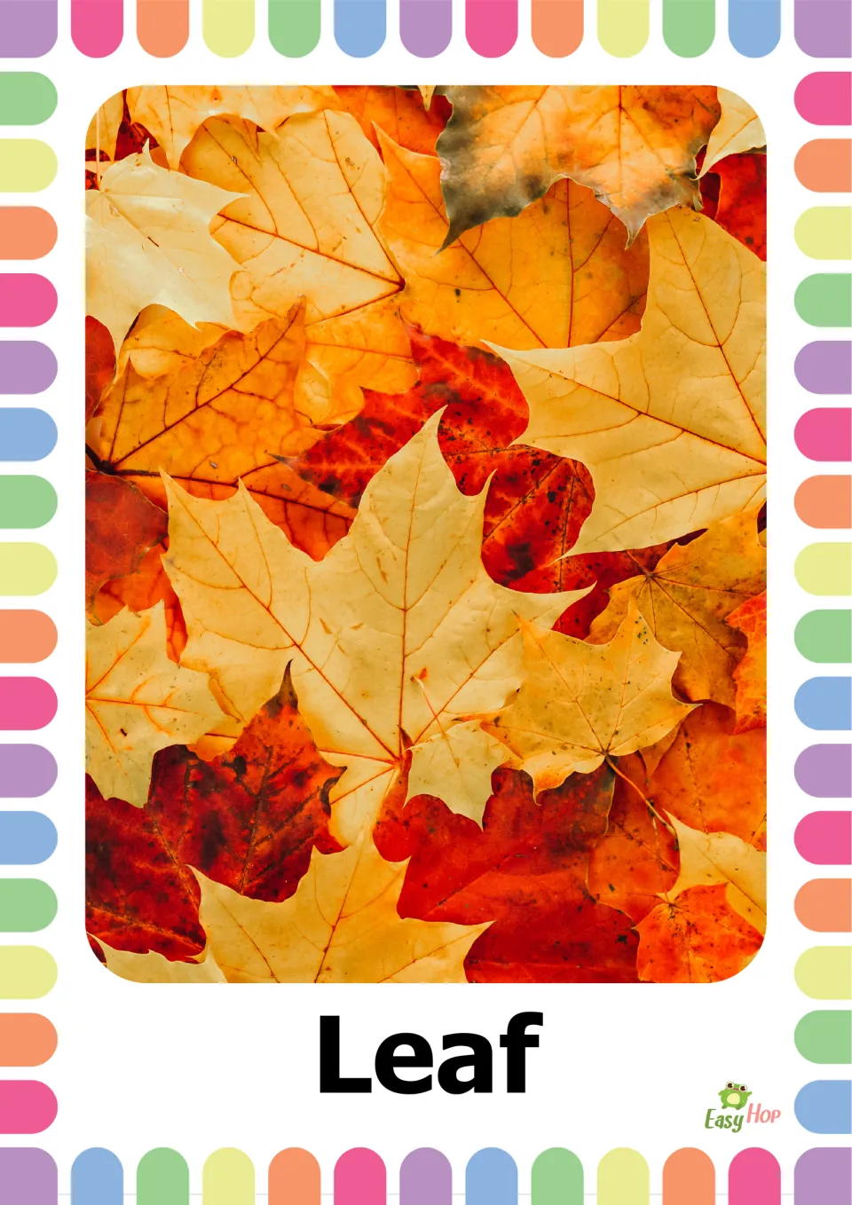 Autumn vocabulary flashcard 3: the word 'Leaf' beneath a photograph of overlapping yellow, orange, and red leaves