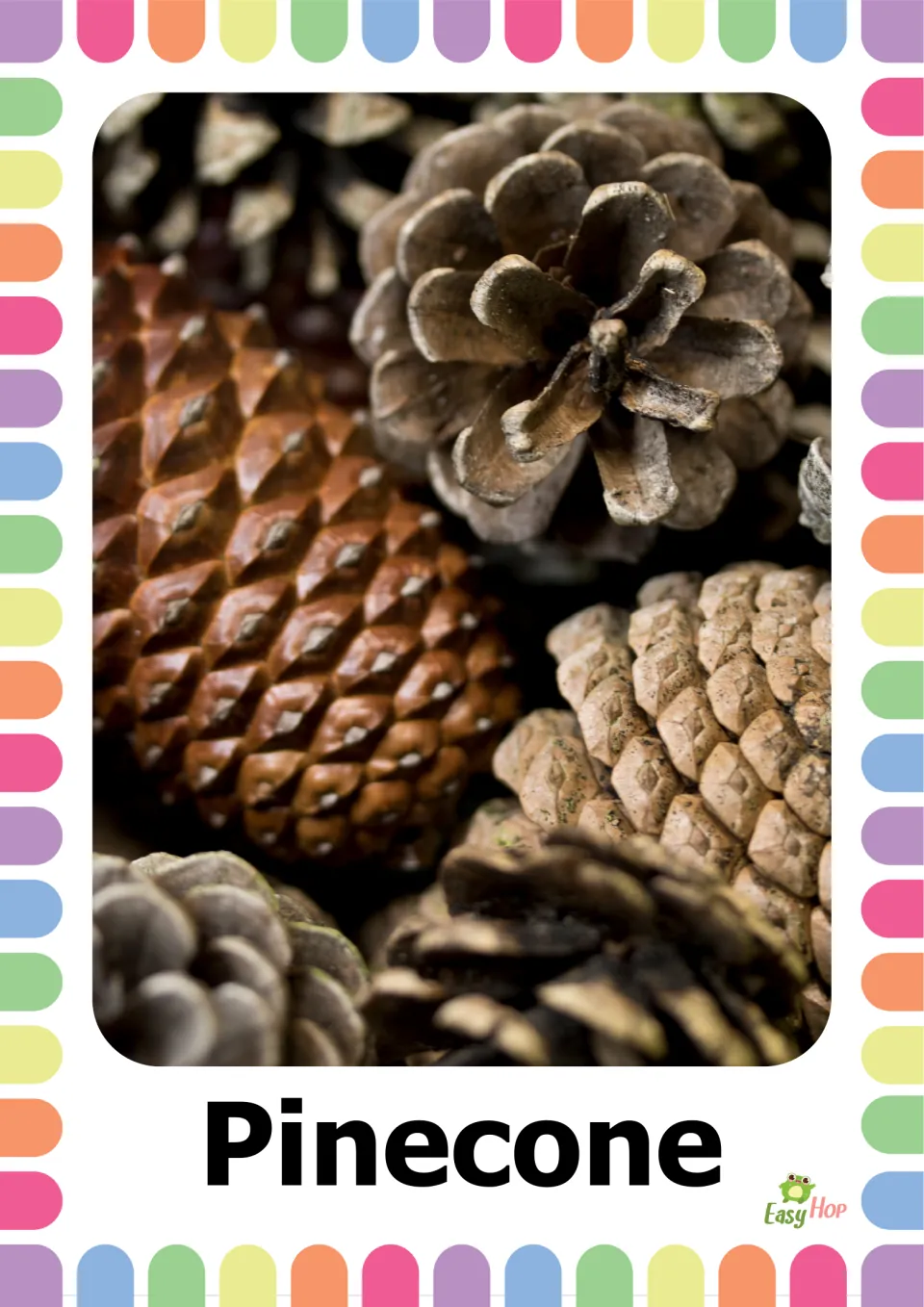 Autumn vocabulary flashcard 4: the word 'Pinecone' beneath a close-up photograph of several brown pinecones