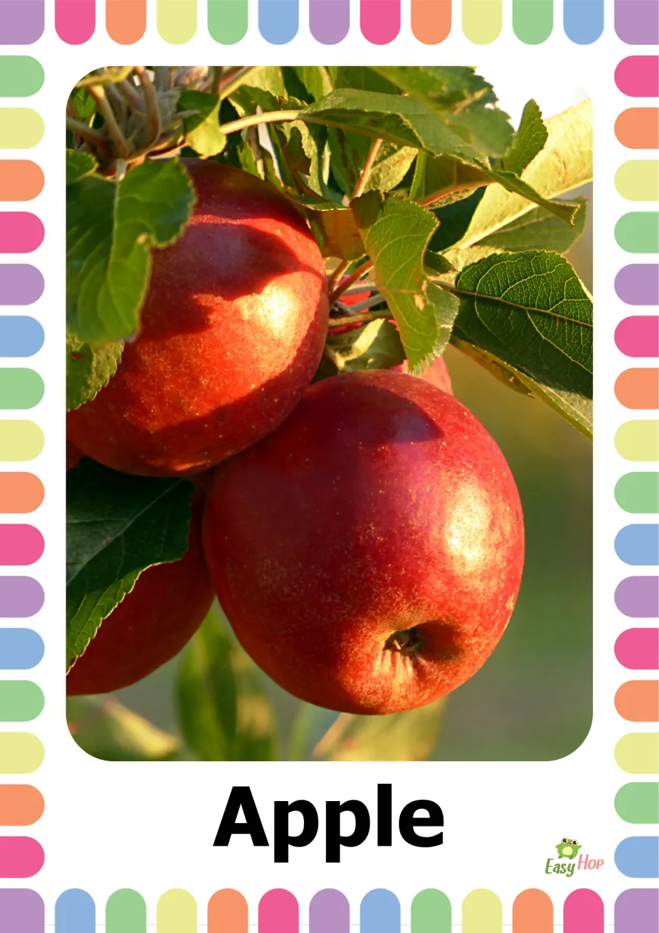 Autumn vocabulary flashcard 6: the word 'Apple' beneath a photograph of red apples growing among green leaves