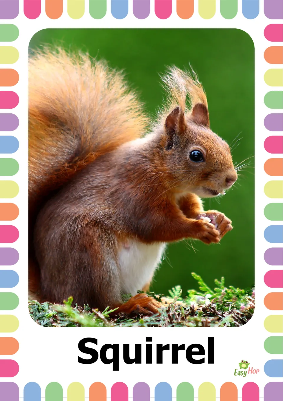 Autumn vocabulary flashcard 9: the word 'Squirrel' beneath a photograph of a reddish-brown squirrel holding food
