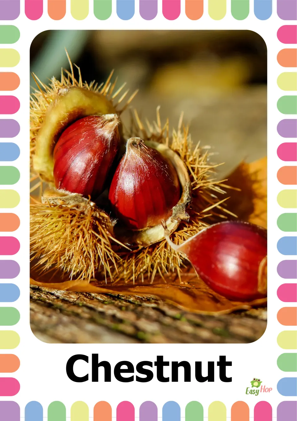 Autumn vocabulary flashcard 10: the word 'Chestnut' beneath a photograph of shiny brown chestnuts in spiny husks