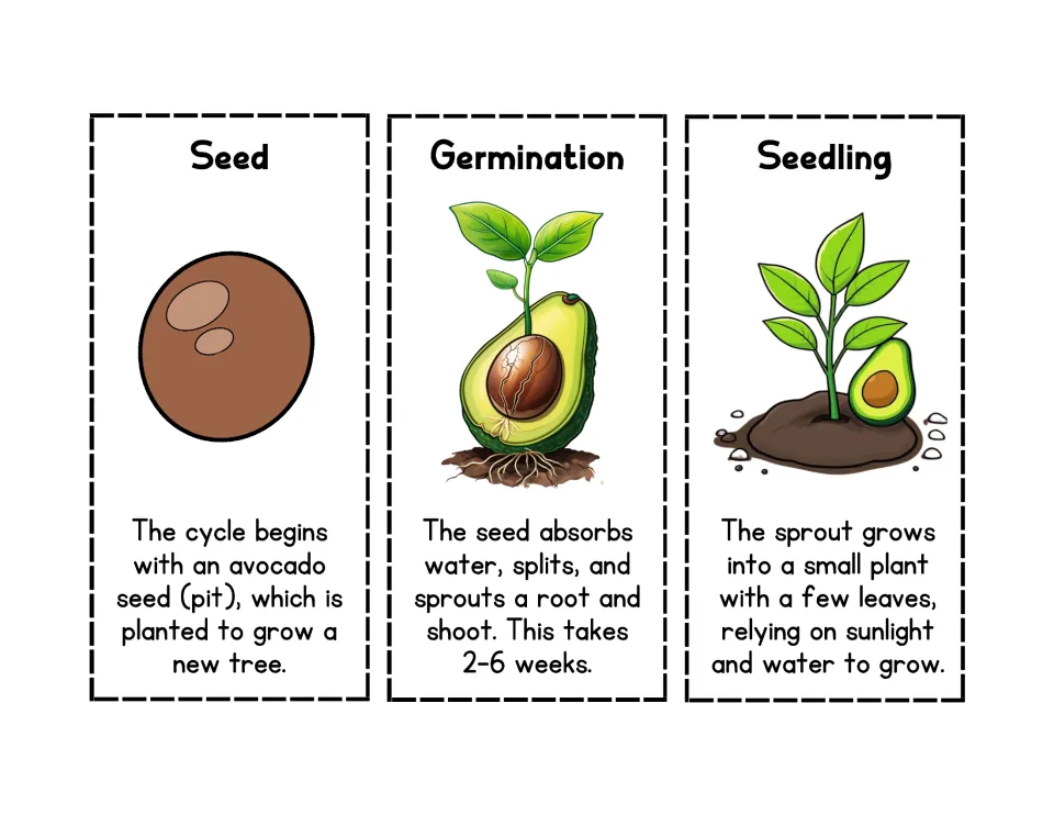 Avocado life cycle cards in color: Seed, Germination and Seedling, each with an illustration and a short description