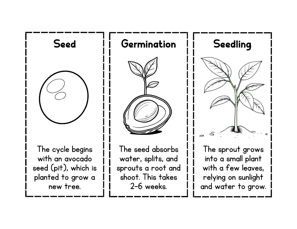 Black-and-white Seed, Germination and Seedling cards for avocado growth that students color in and cut out