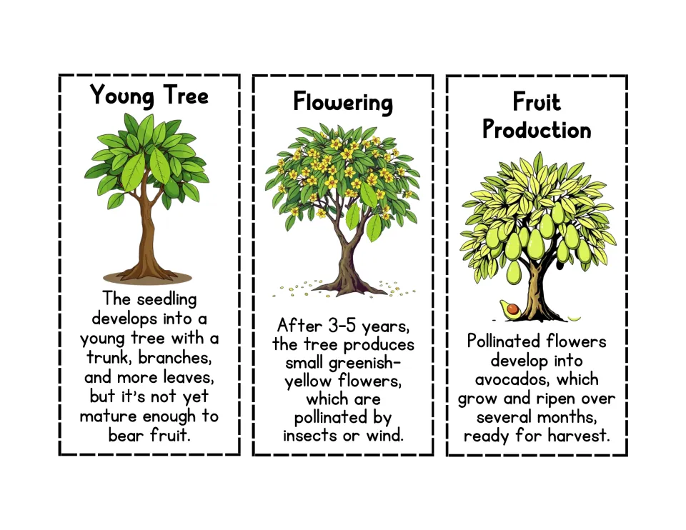 Color avocado cards for Young Tree, Flowering and Fruit Production, each with a tree picture and a stage description