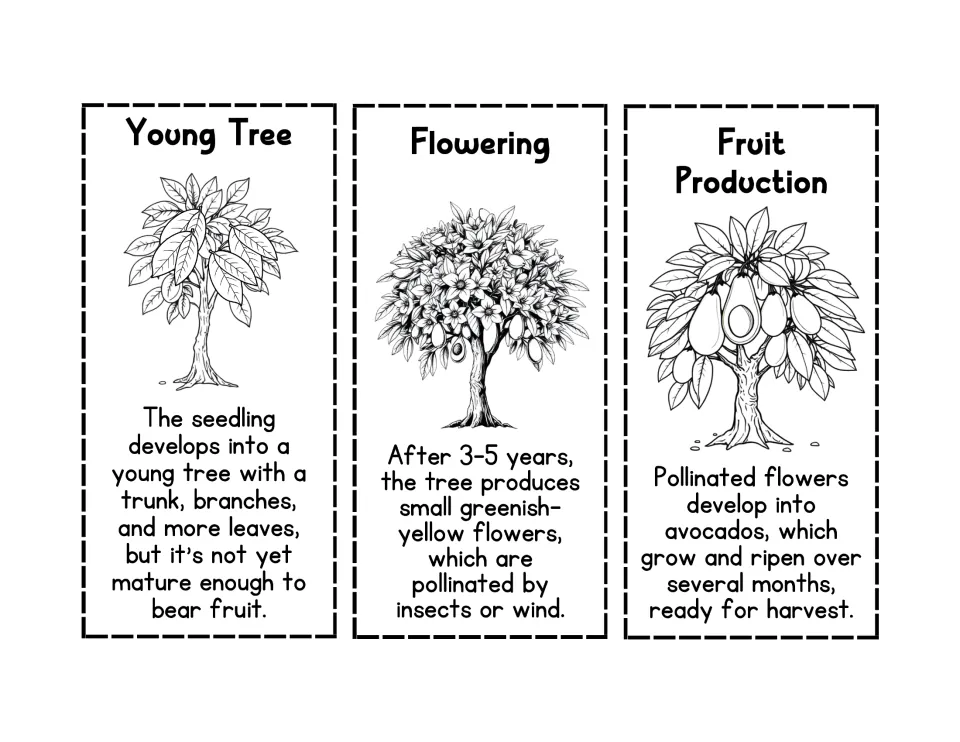 Black-and-white Young Tree, Flowering and Fruit Production cards for students to color, cut out and sequence
