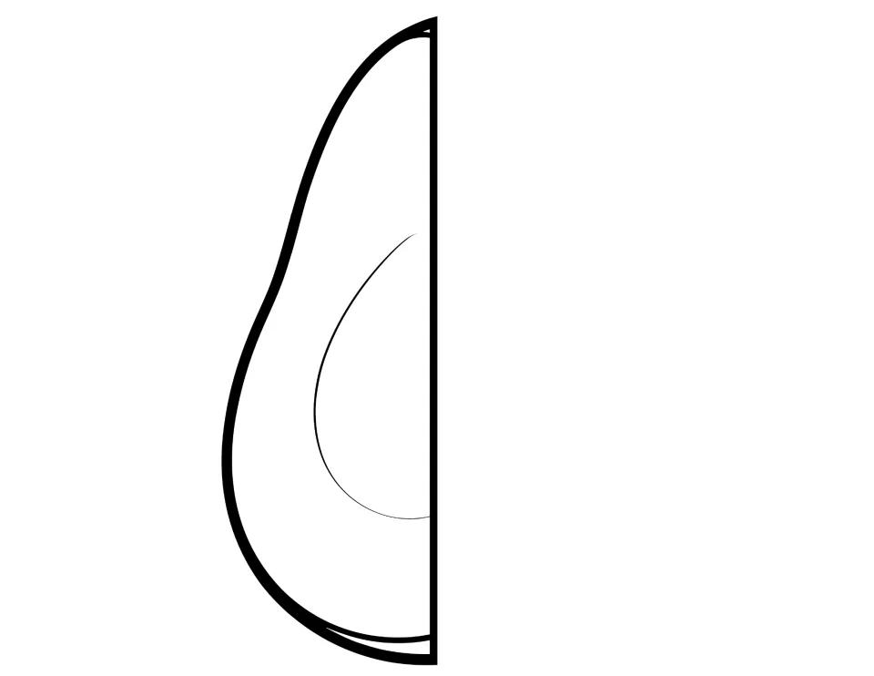 Outline of the second avocado half with skin, flesh and pit shapes, a cut-out piece for students to color