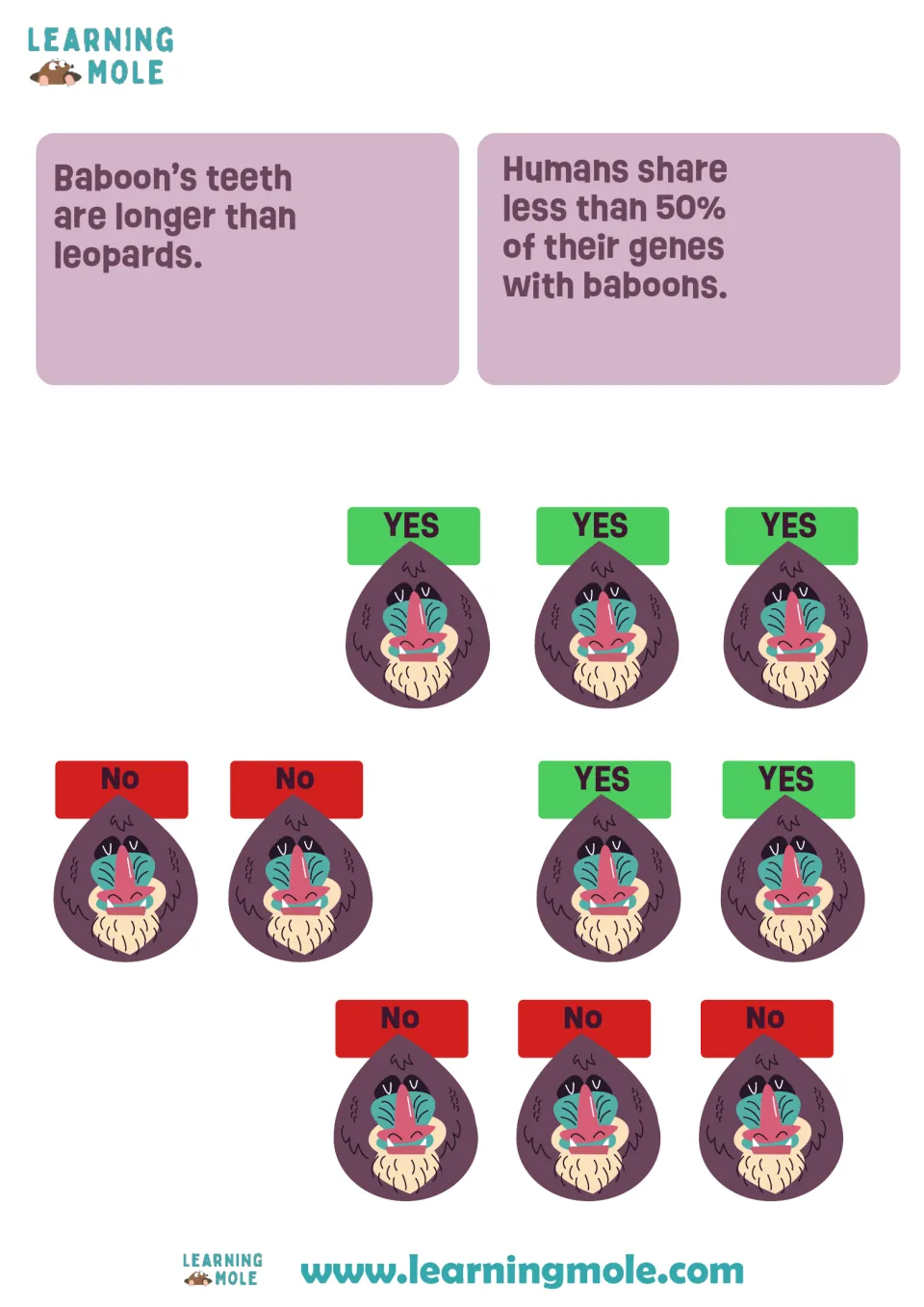 Two more baboon fact cards on teeth and shared genes, plus 10 cut-out baboon faces labeled YES or No to glue on each fact