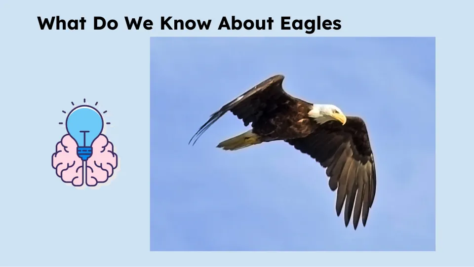 What Do We Know About Eagles slide pairs the prior-knowledge heading with a photograph of an eagle in flight