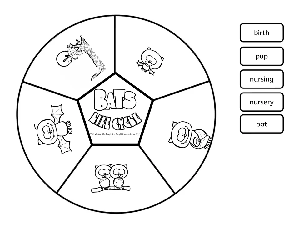 Lift-a-flap circle: students match word cards birth, pup, nursing, nursery and bat to five pictured bat stages on a wheel