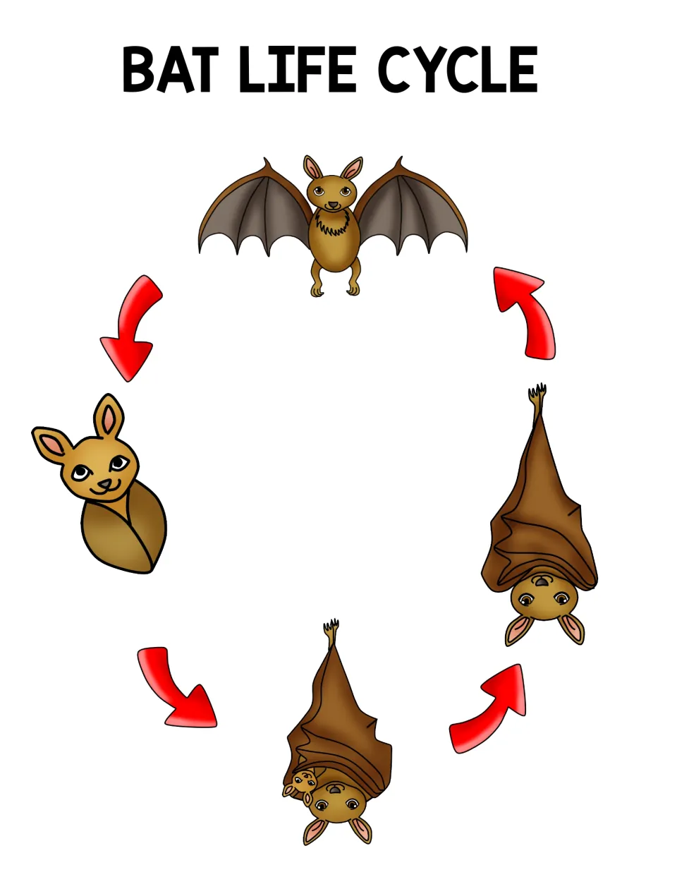 Bat life cycle poster: red arrows link pup, mother with pup, hanging juvenile and flying adult bat in a circle