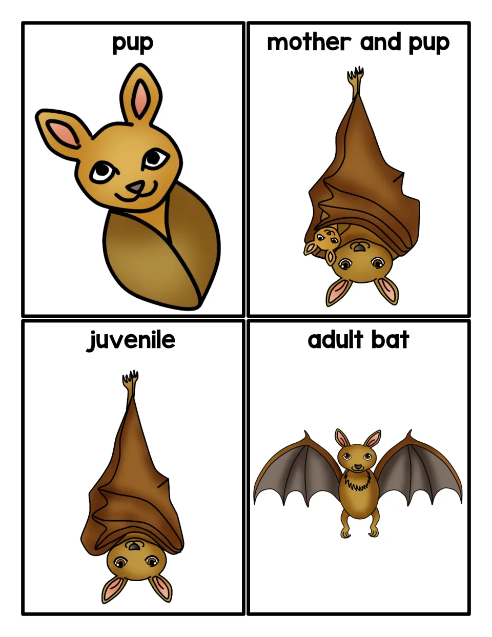 Bat sequencing cards: four labeled picture cards (pup, mother and pup, juvenile, adult bat) for students to put in order
