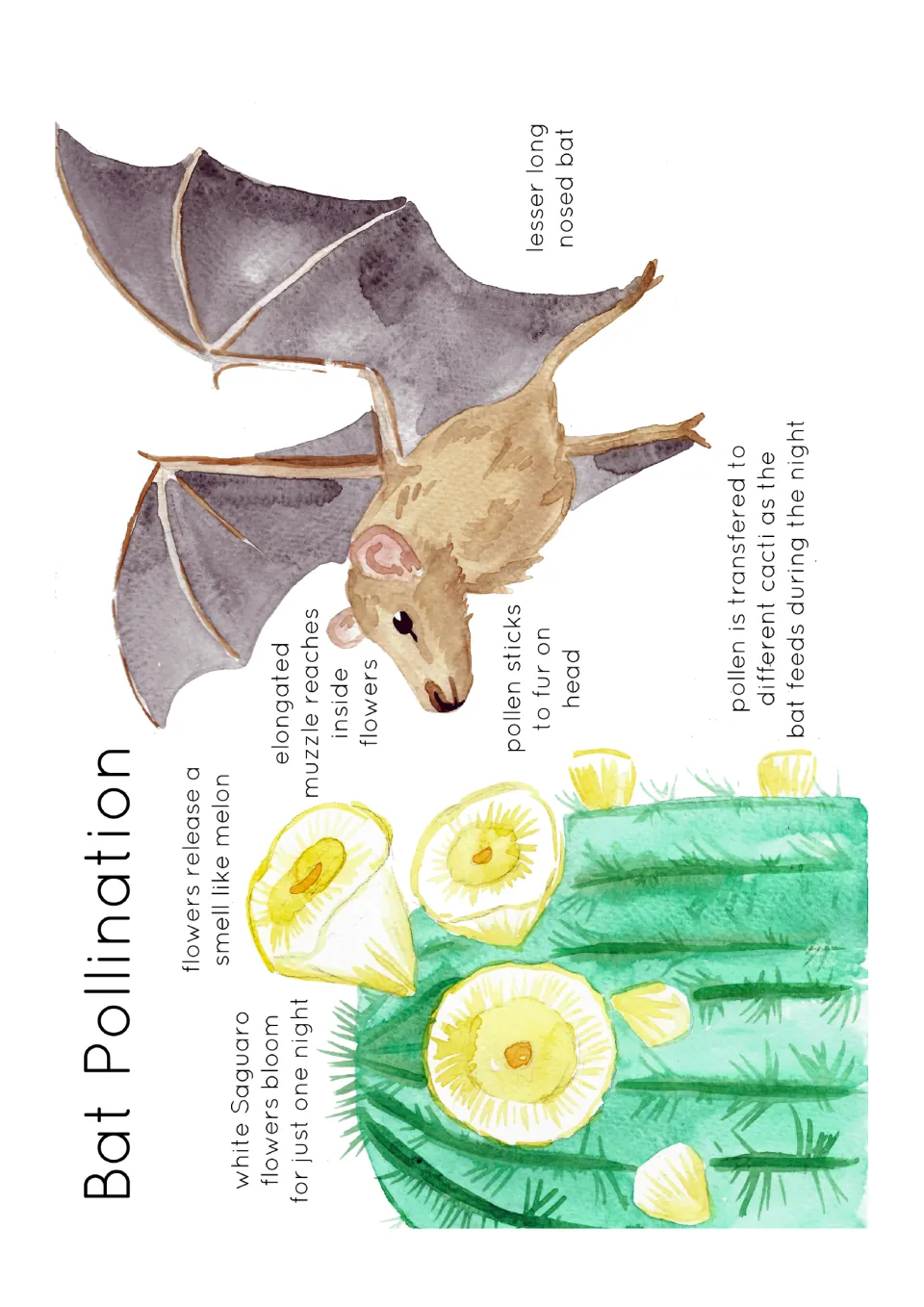 Poster diagram of a lesser long-nosed bat pollinating saguaro flowers, with labels explaining pollen transfer.