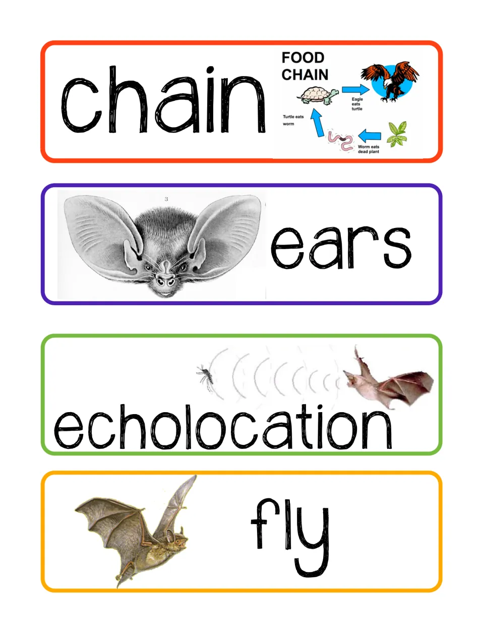 Bat vocabulary cards 5–8: chain, ears, echolocation, and fly, illustrated with a food chain and bat features