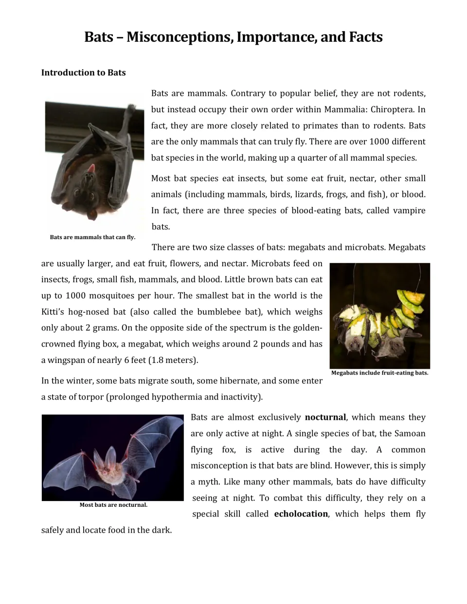 Bat article introduction covering mammal traits, diets, size differences, winter behavior, and echolocation
