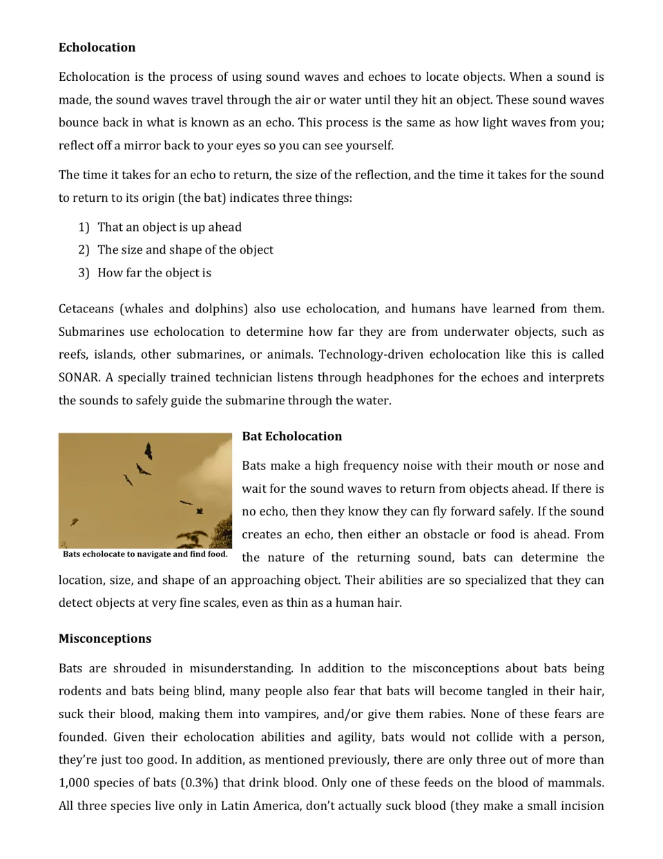 Bat article section explaining sound waves, echoes, sonar, and misconceptions about blindness and blood