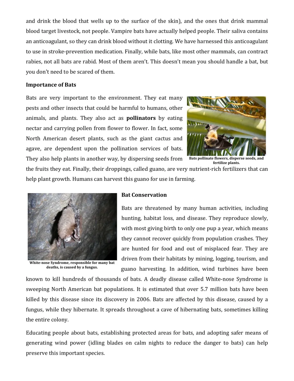 Bat article conclusion covering pollination, seed dispersal, guano, habitat loss, and white-nose syndrome
