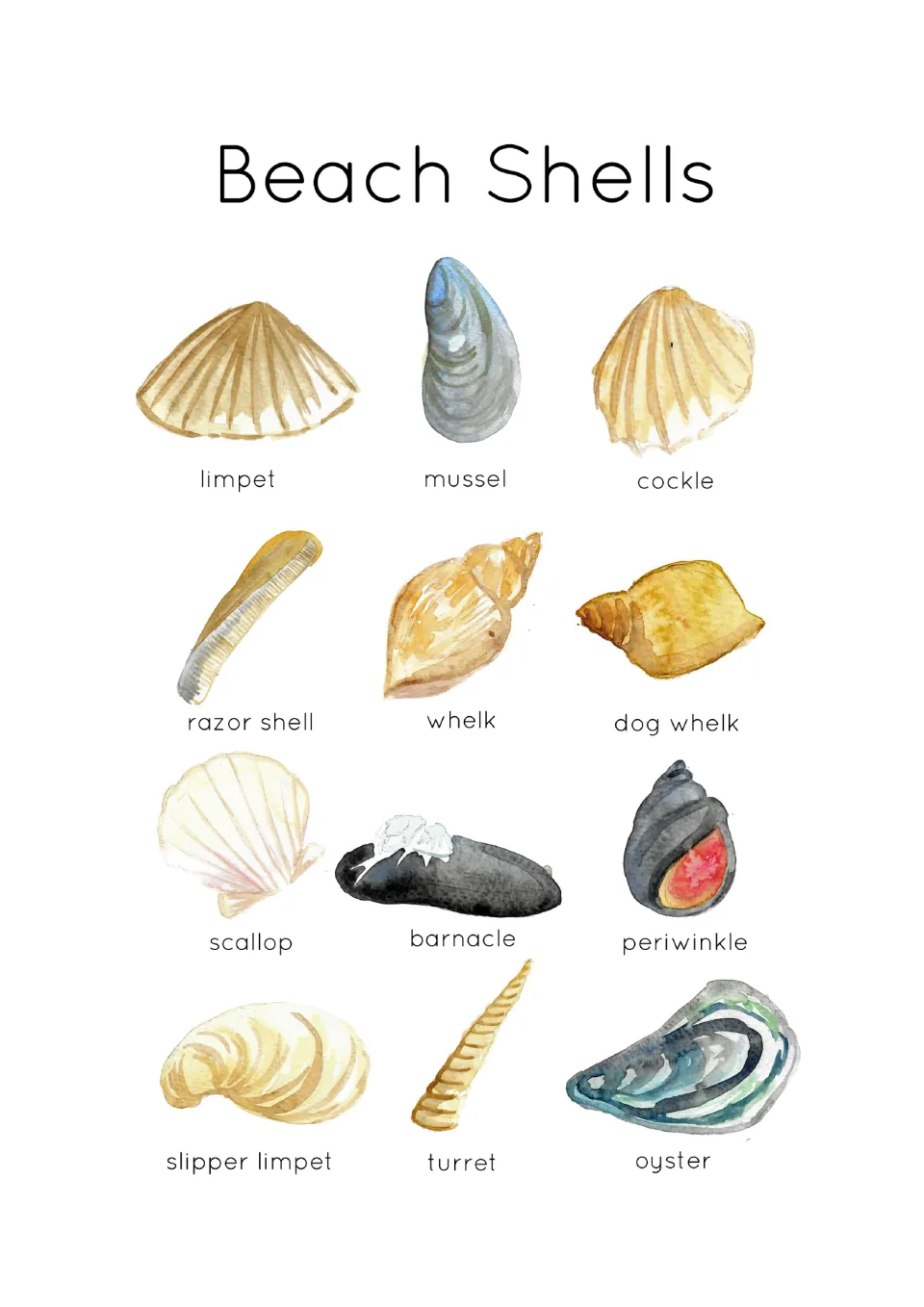 Beach Shells ID poster: 12 labeled watercolor shells such as limpet, mussel, cockle, whelk, scallop, barnacle and oyster