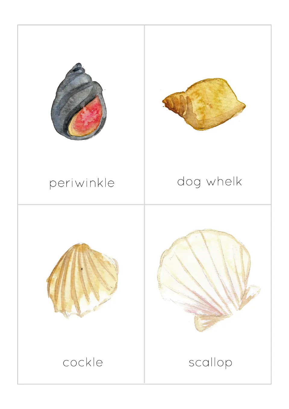 Shell flashcards: four watercolor picture cards labeled periwinkle, dog whelk, cockle and scallop for naming each shell