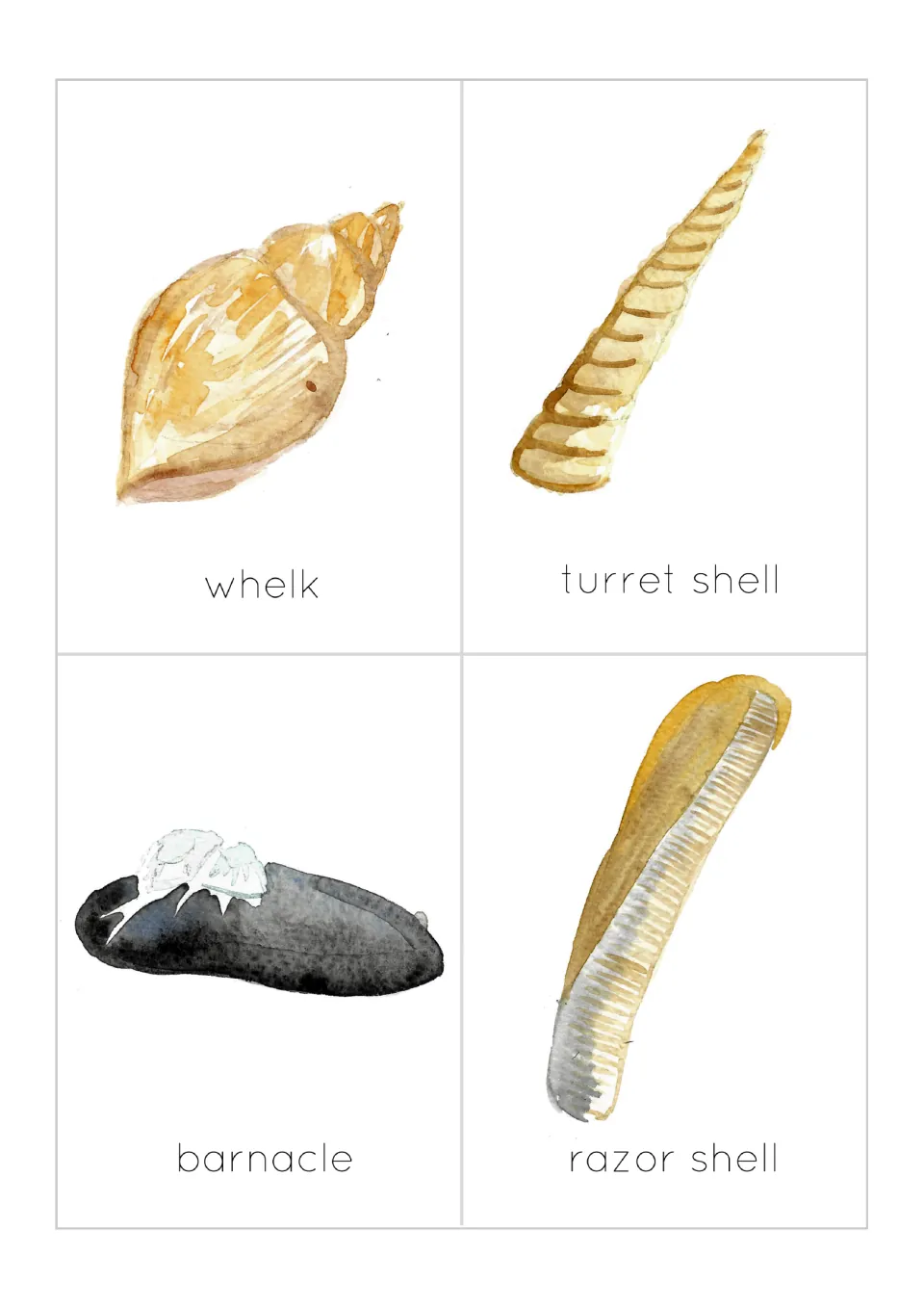 Shell flashcards: four watercolor picture cards labeled whelk, turret shell, barnacle and razor shell for naming shells