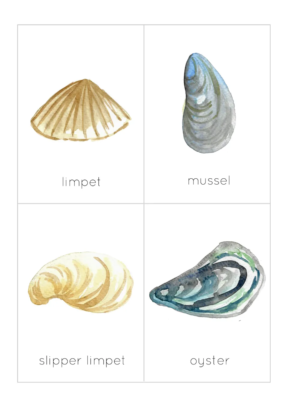 Shell flashcards: four watercolor picture cards labeled limpet, mussel, slipper limpet and oyster for naming each shell