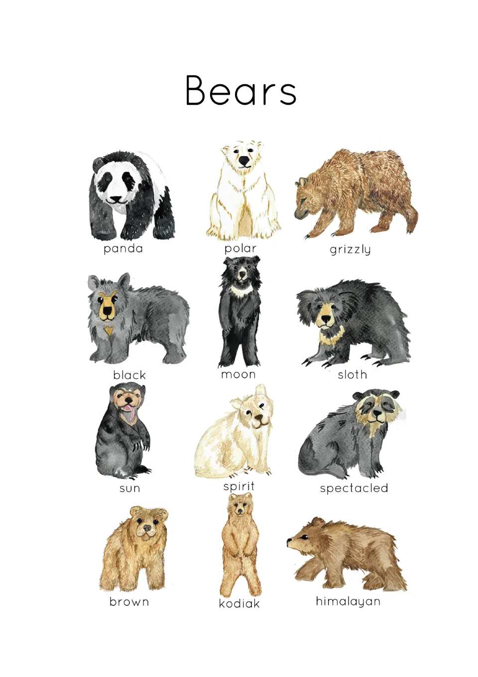 Bears poster: 12 labeled watercolor bears, including panda, polar, grizzly, sloth, sun, spirit, kodiak and himalayan