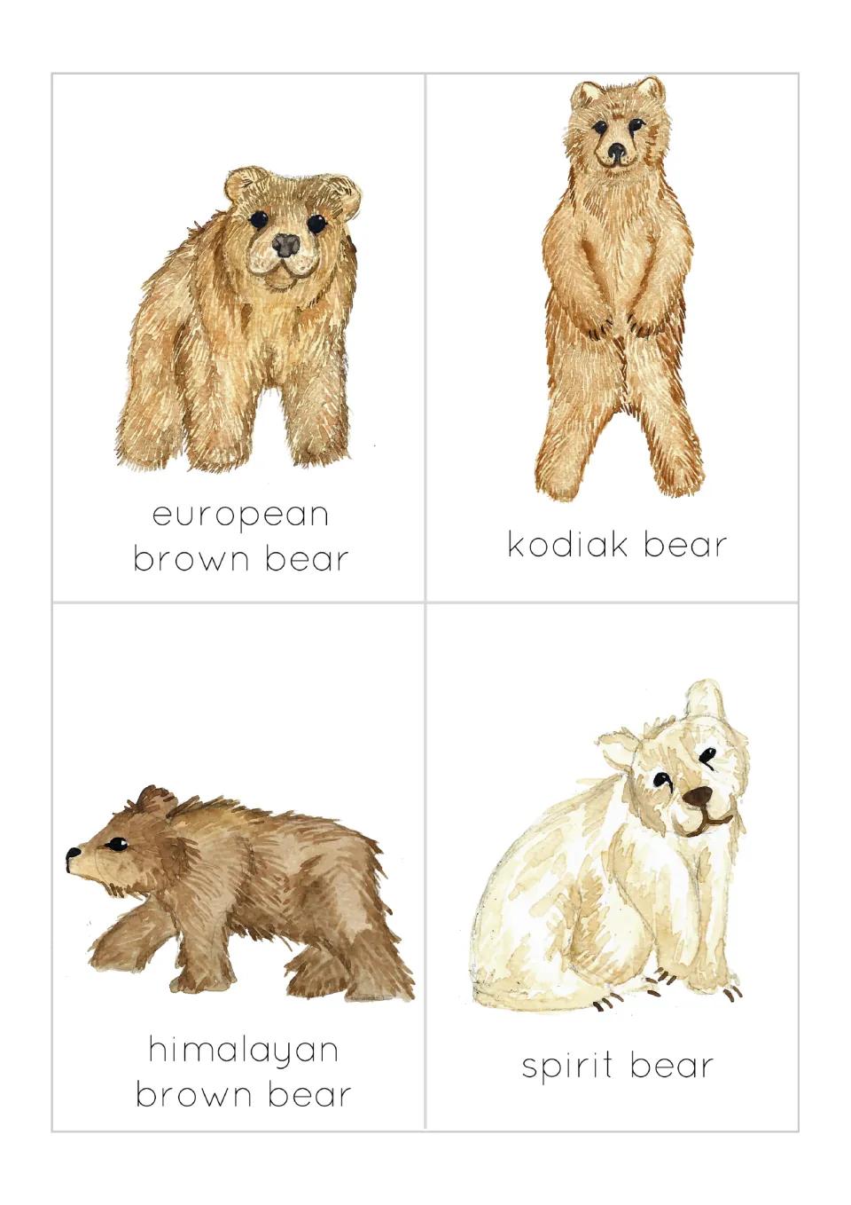 Bear flashcards: European brown bear, kodiak bear, Himalayan brown bear and spirit bear, each pictured above its name