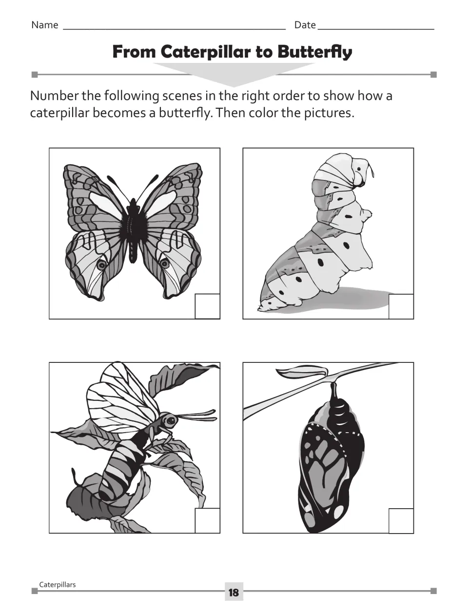 From Caterpillar to Butterfly: number four life-cycle pictures (caterpillar, chrysalis, emerging, adult) in order