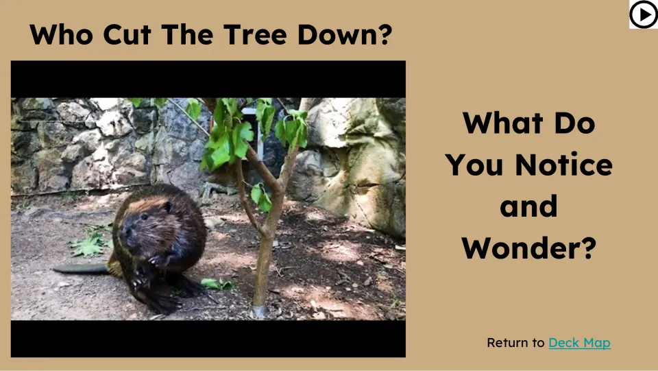 Opening video prompt asks 'Who Cut The Tree Down?' and what students notice and wonder about the beaver
