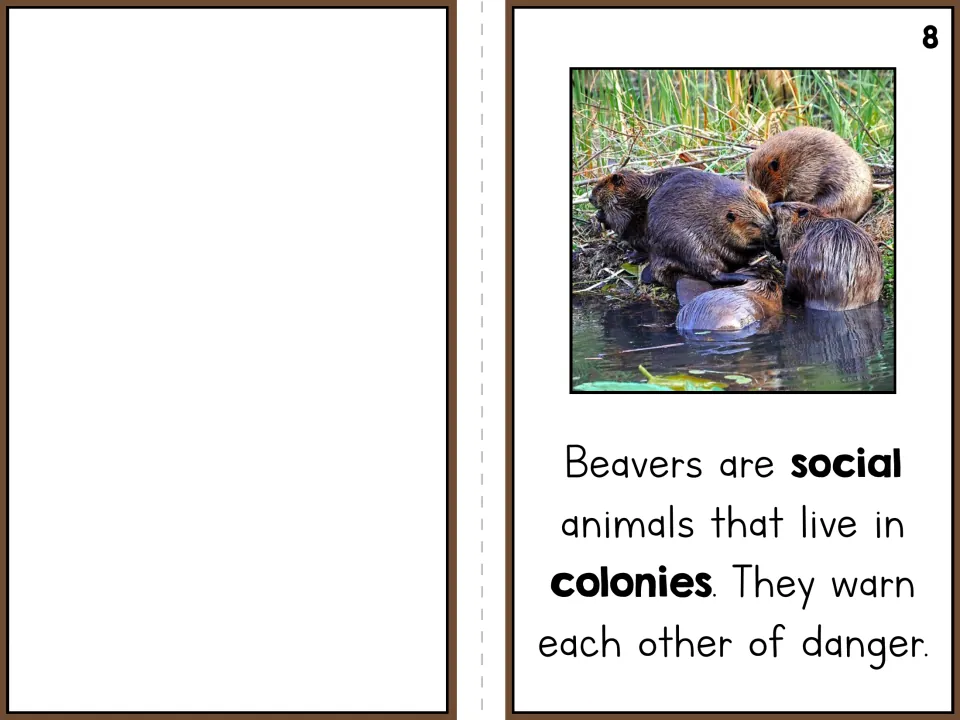 Beaver reader page 8 explains that beavers are social, live in colonies, and warn each other of danger