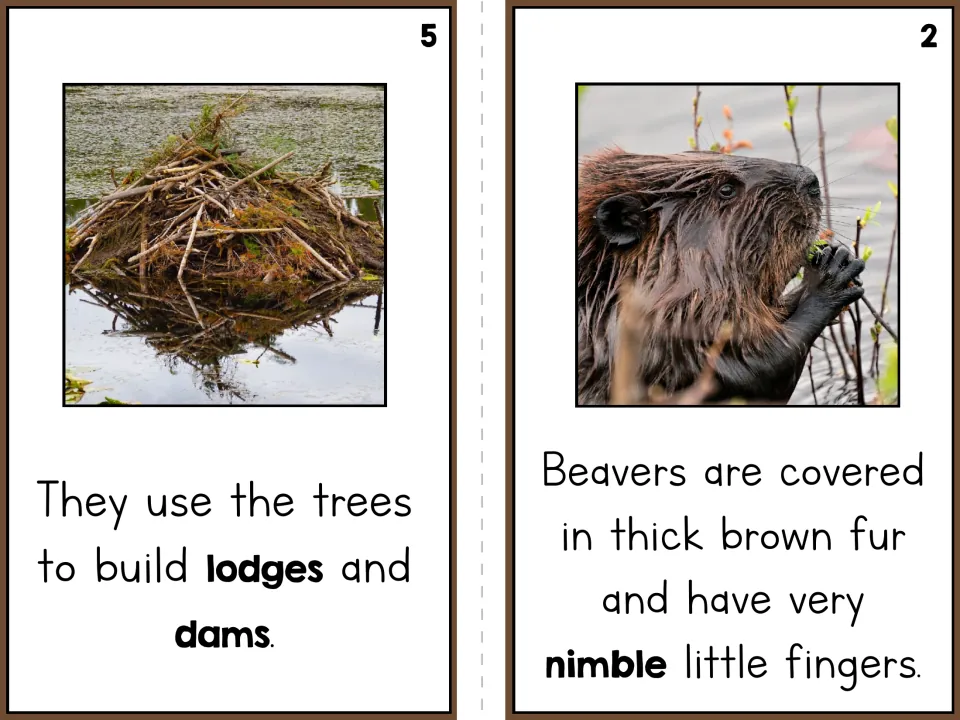 Beaver reader pages 5 and 2 describe building lodges and dams, thick brown fur, and nimble little fingers