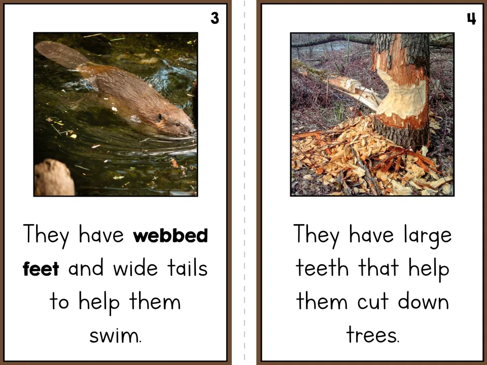 Beaver reader pages 3 and 4 explain how webbed feet and wide tails help swimming and large teeth cut down trees