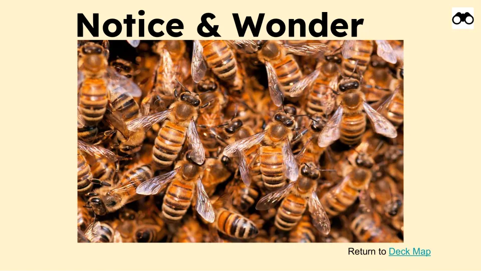 Notice & Wonder observation slide showing a close-up photograph of clustered honey bees for the bee lesson