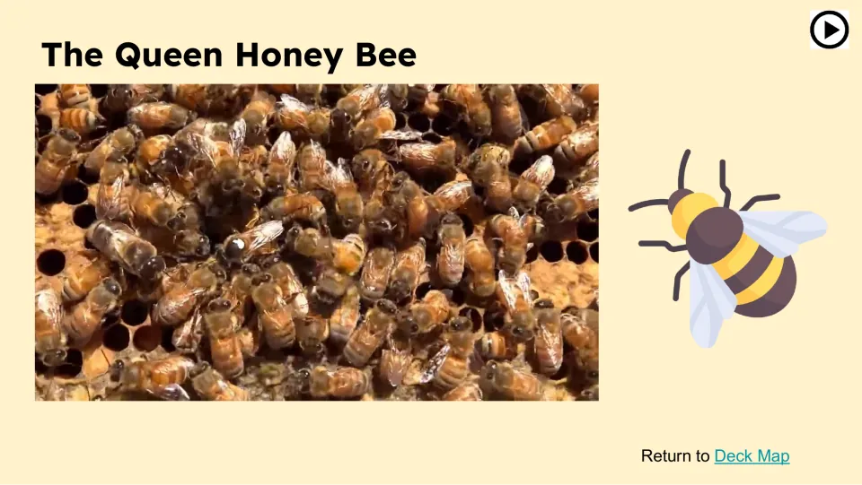 The Queen Honey Bee video slide showing bees on honeycomb, introducing the lesson’s queen bee segment